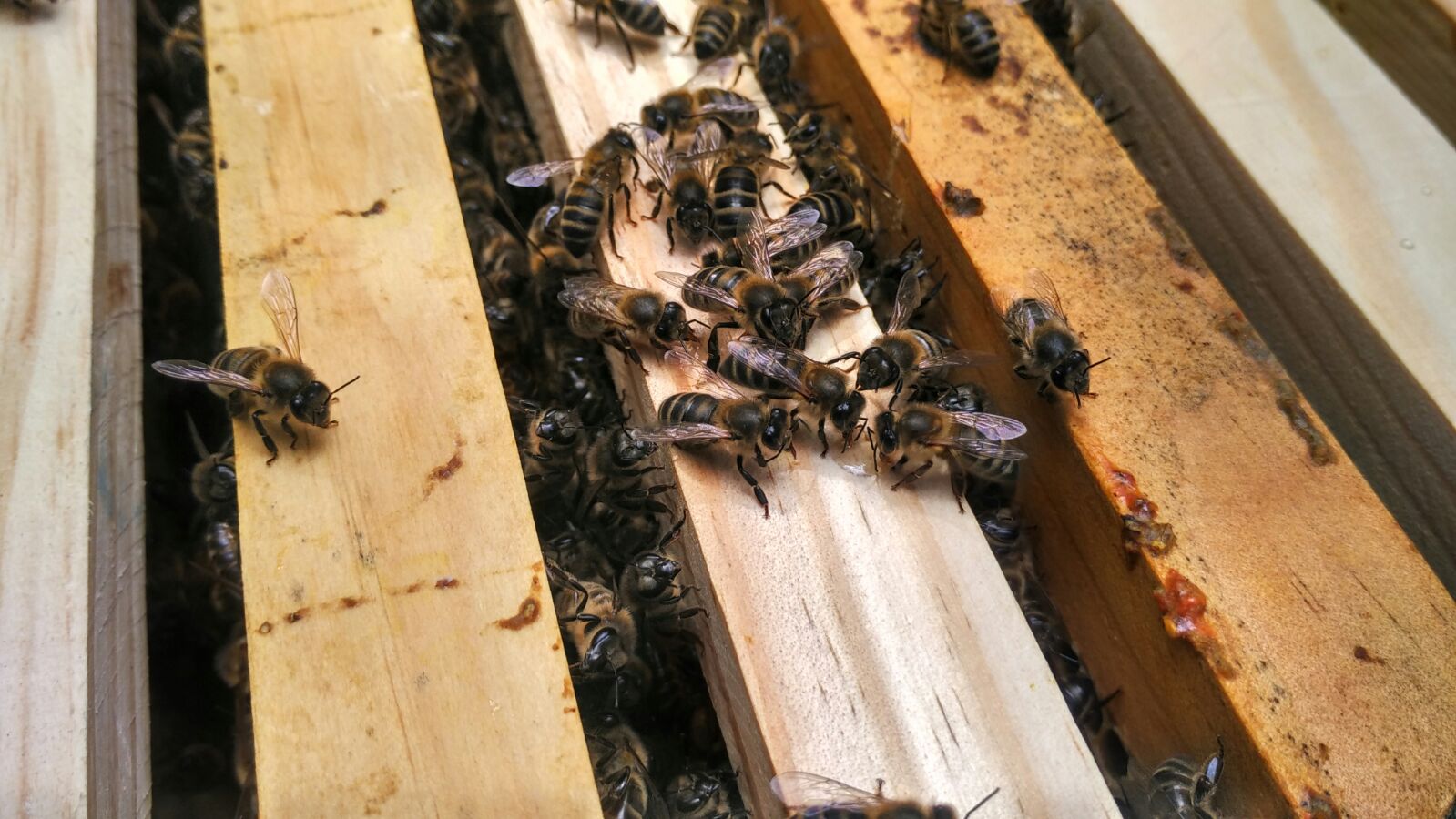 Abejas en el apadrinamiento de colmenas